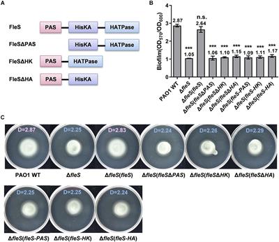 Molecular Mechanisms Underlying the Regulation of Biofilm Formation and Swimming Motility by FleS/FleR in Pseudomonas aeruginosa